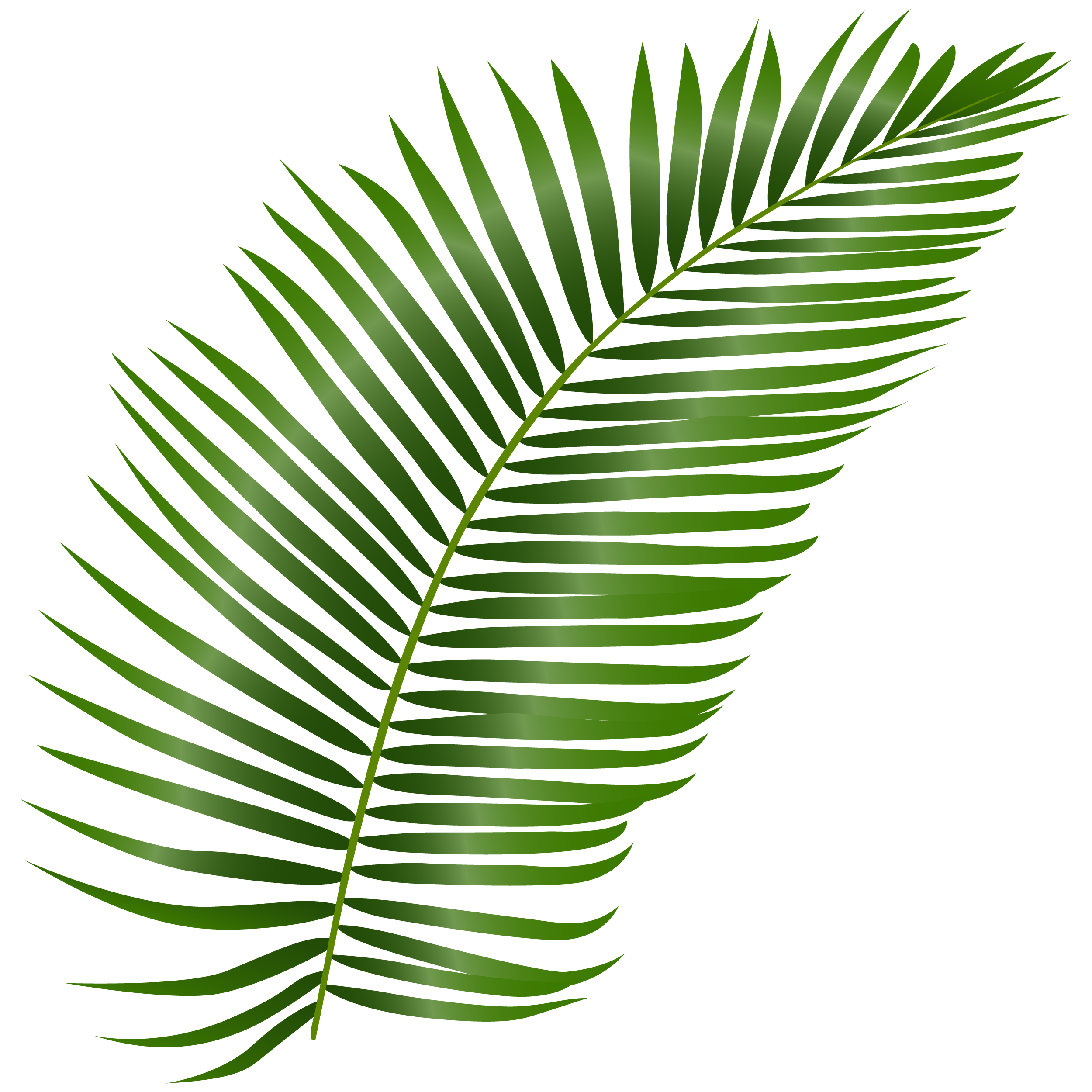 —Pngtree—coconut leaf_7963750